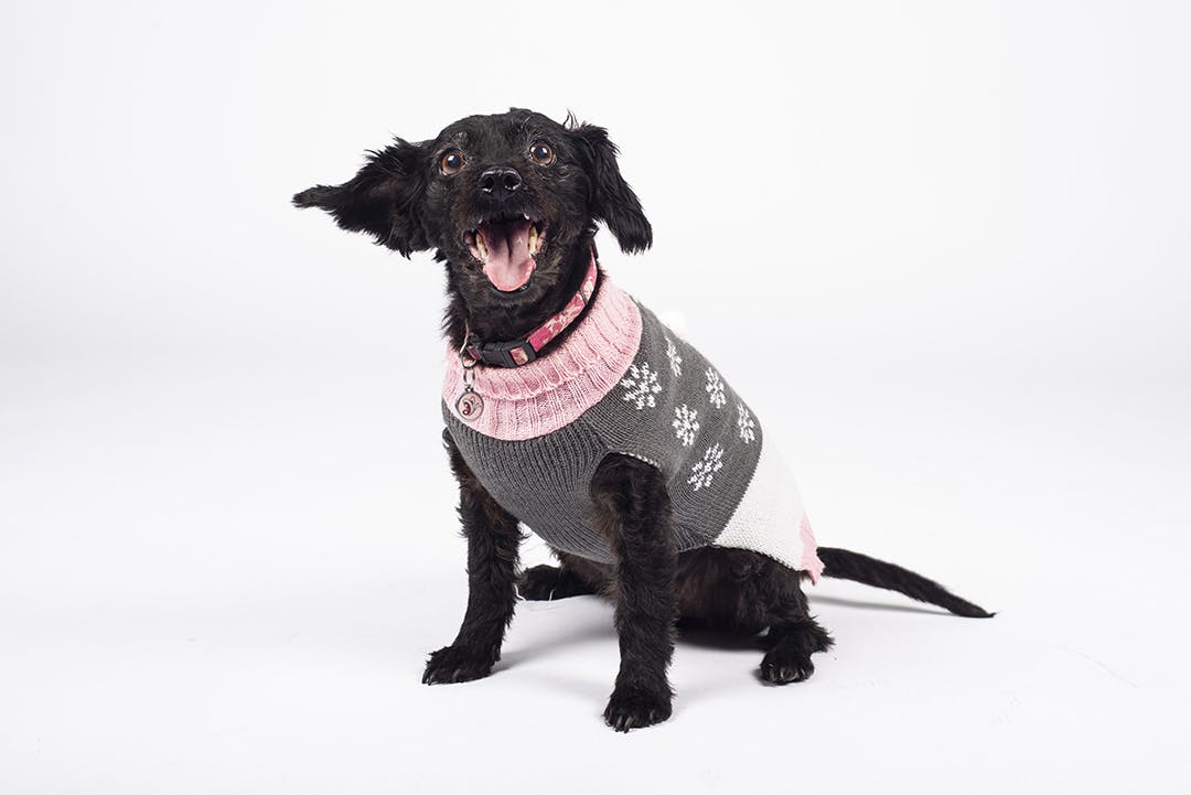 EMILY LASHBROOK CHRISTMAS SWEATER COMMERCIAL PHOTOGRAPHY