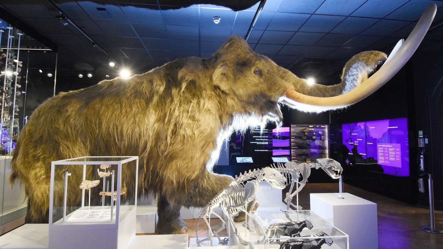 Mildred The Mammoth at The Box Plymouth